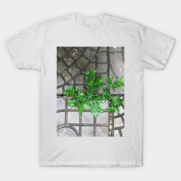 Culantro herb grass on the pavement background T-Shirt by FOGSJ